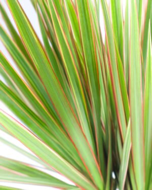 Dracaena marginata 'Bicolor'