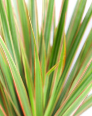Dracaena marginata 'Bicolor' - immagine 2