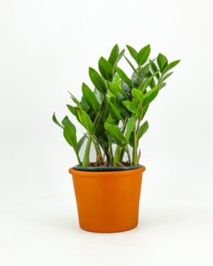 Zamioculcas 'Lucky' - immagine 3