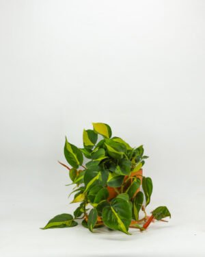 Philodendron 'Brasil' - immagine 3