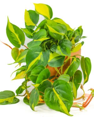 Philodendron 'Brasil'