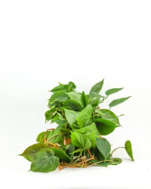 Philodendron scandens - immagine 4