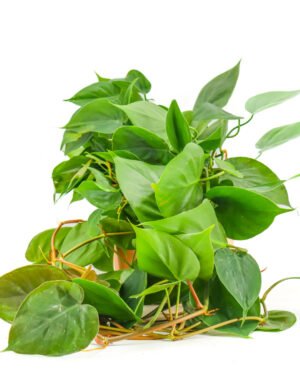 Philodendron scandens