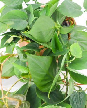 Philodendron scandens - immagine 2