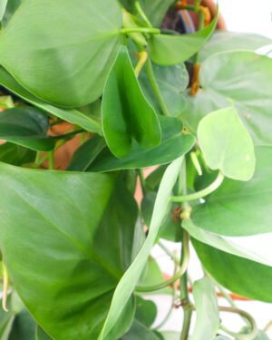 Philodendron scandens - immagine 3