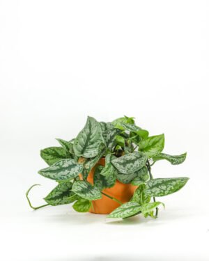 Scindapsus 'Silver Splash' - immagine 4