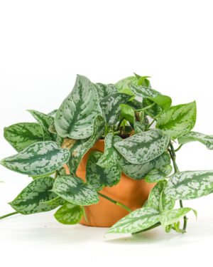 Scindapsus 'Silver Splash'