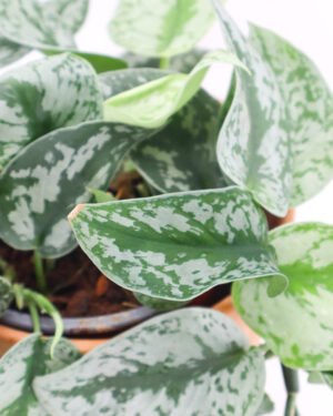 Scindapsus 'Silver Splash' - immagine 2