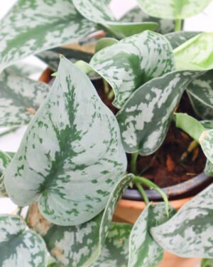 Scindapsus 'Silver Splash' - immagine 3