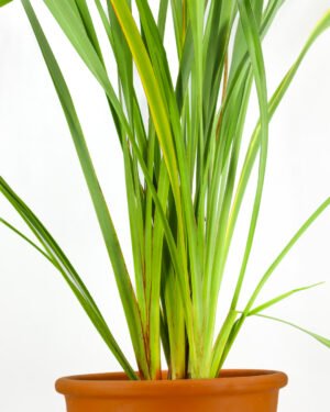 Phormium tenax - immagine 3