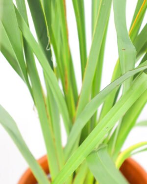 Phormium tenax - immagine 2