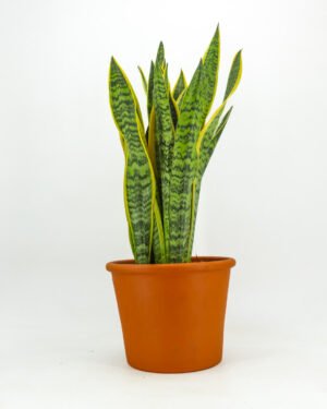 Sansevieria Laurentii - immagine 4