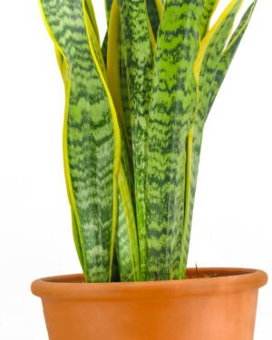 Sansevieria Laurentii - immagine 3