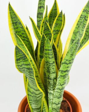 Sansevieria Laurentii - immagine 5