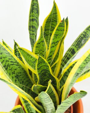 Sansevieria Laurentii