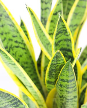 Sansevieria Laurentii - immagine 2