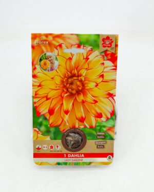 Dahlia 'Lady Darlene'