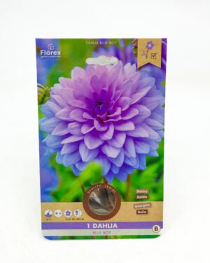 Dahlia 'Blue Boy'