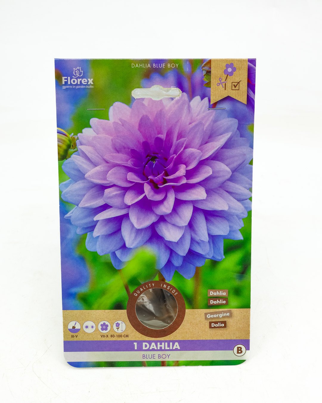 vivai-brugna-1327 Dahlia 'Blue Boy' - immagine 1