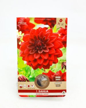 Dahlia 'Arabian Night'