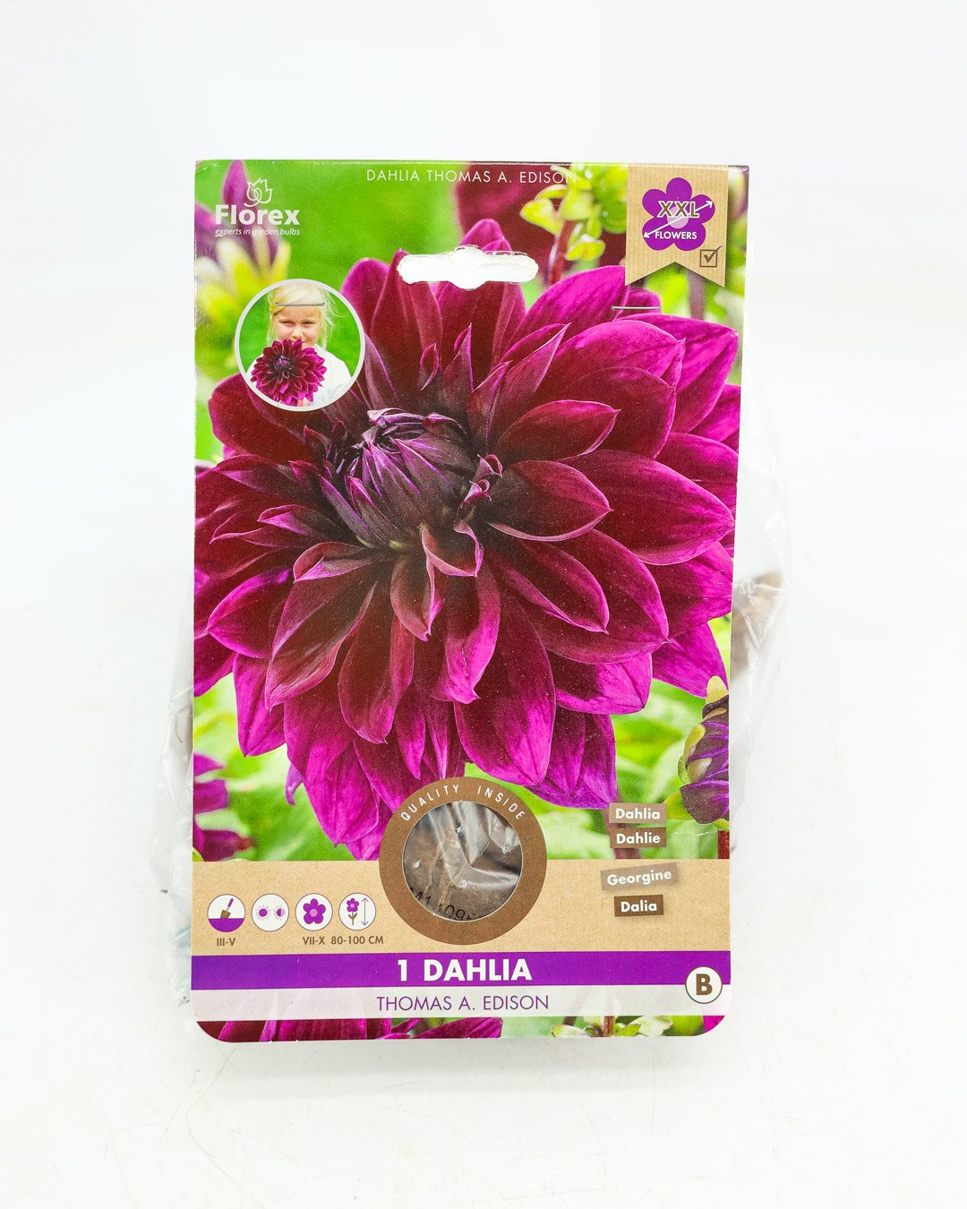 vivai-brugna-1329 Dahlia 'Thomas Edison' - immagine 1