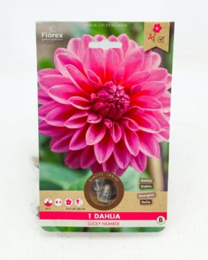 Dahlia 'Lucky Number'