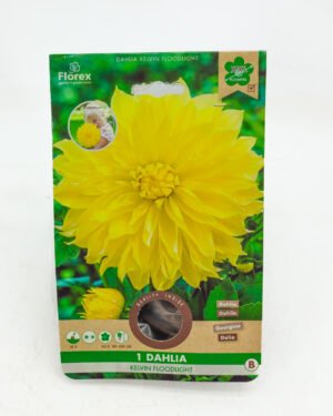 Dahlia 'Kelvin Floodlight'