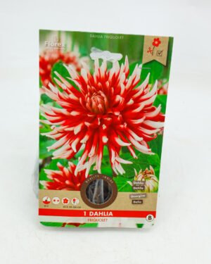 Dahlia cactus 'Friquolet'
