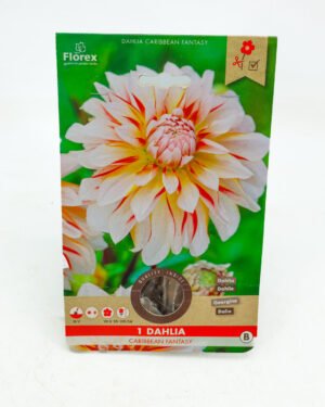 Dahlia 'Caribbean Fantasy'