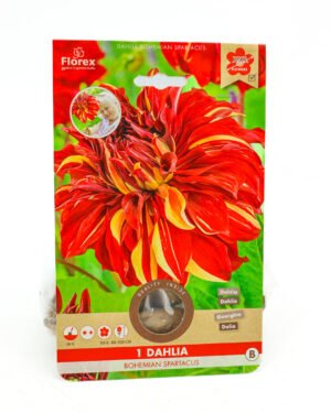 Dahlia 'Bohemian Spartacus'