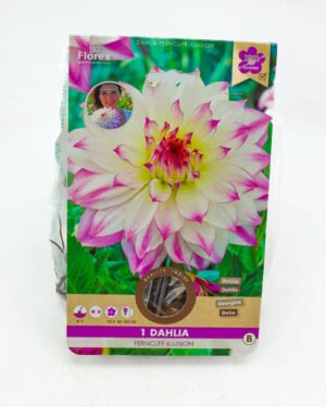 Dahlia 'Ferncliff Illusion'