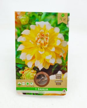 Dahlia 'Seattle'