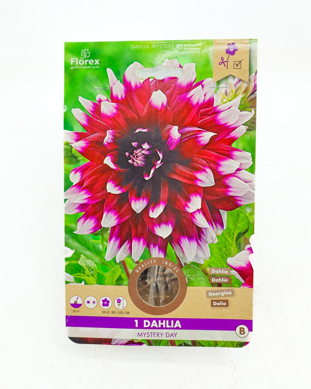 vivai-brugna-1339 Dahlia 'Mystery Day' - immagine 1