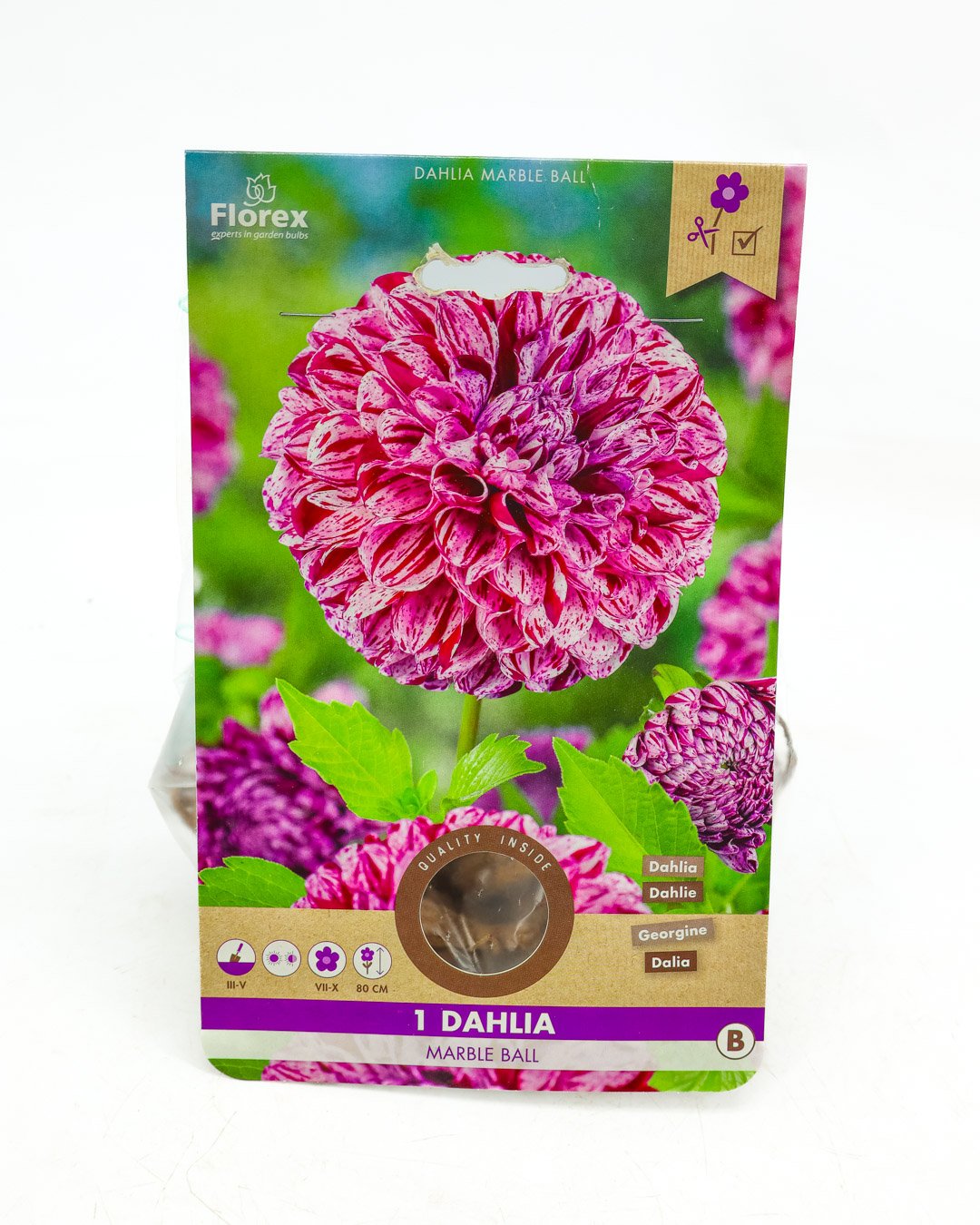 vivai-brugna-1341 Dahlia 'Marble Ball' - immagine 1