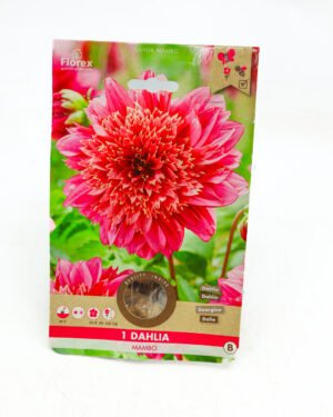 Dahlia 'Mambo'