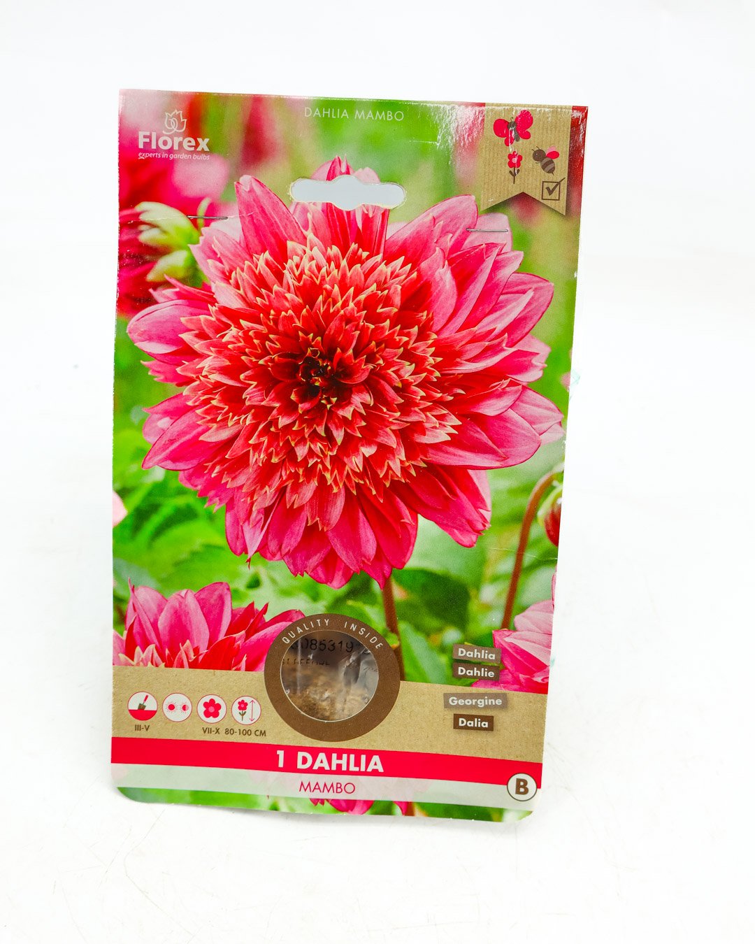 vivai-brugna-1342 Dahlia 'Mambo' - immagine 1