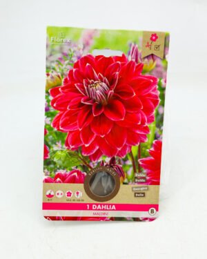 Dahlia 'Maldini'