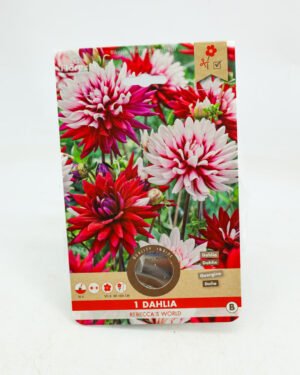 Dahlia 'Rebecca's World'