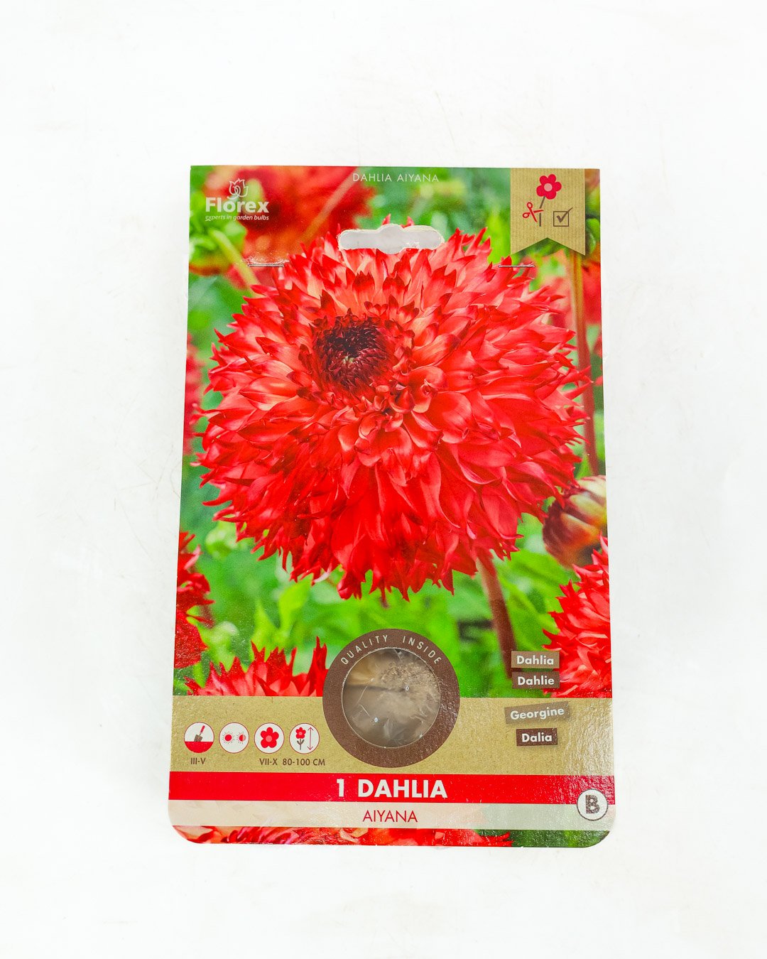 vivai-brugna-1347 Dahlia 'Aiyana' - immagine 1