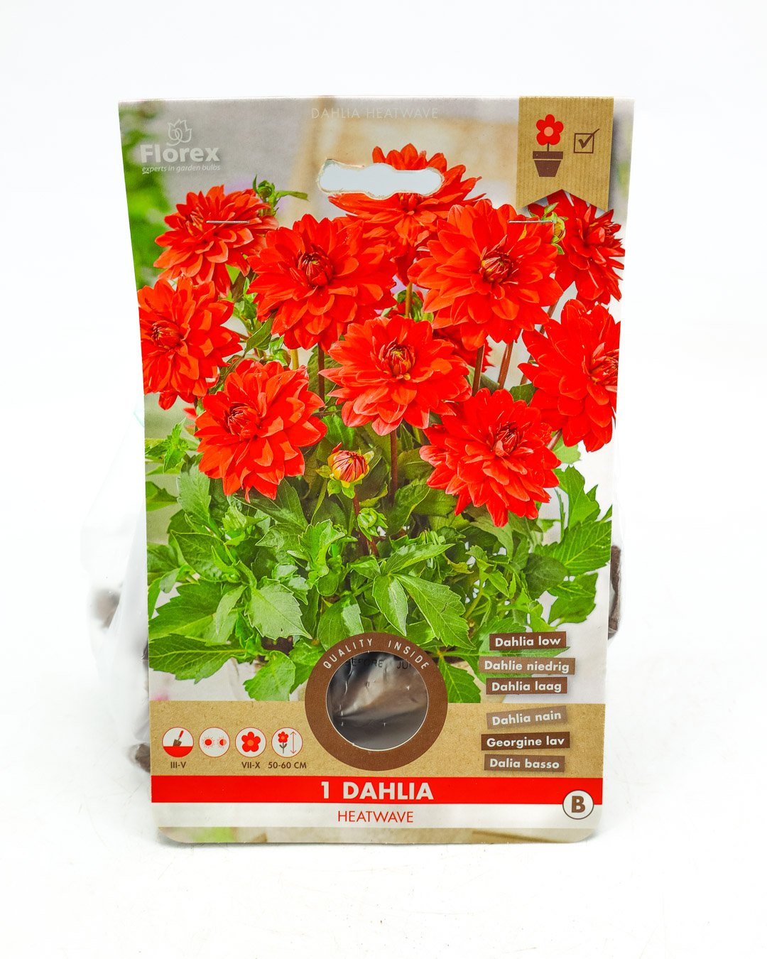 vivai-brugna-1349 Dahlia 'Heatwave' - immagine 1