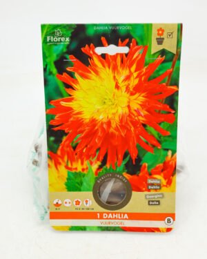 Dahlia cactus 'Vuurvogel'