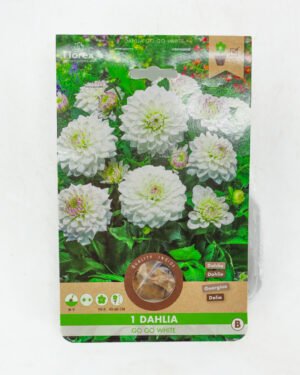 Dahlia 'Go Go White'