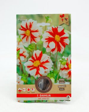 Dahlia 'Fire and Ice'