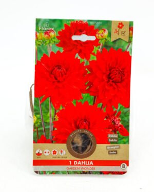 Dahlia 'Garden Wonder'