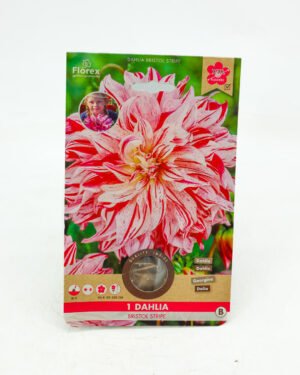 Dahlia 'Bristol Stripe'