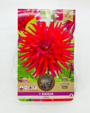 Dahlia Cactus 'Orfeo'