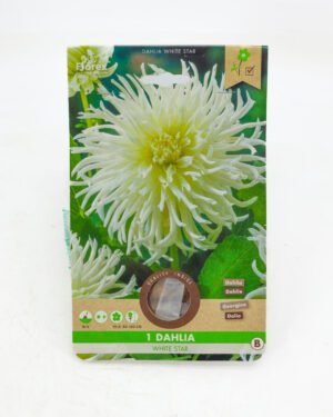 Dahlia cactus 'White Star'