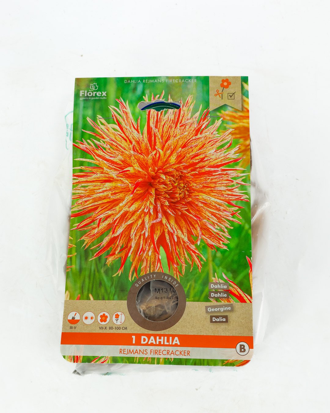 vivai-brugna-1359 Dahlia 'Rejman's Firecracker' - immagine 1