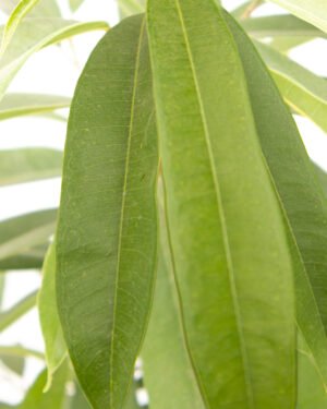 Ficus amstel king - immagine 2