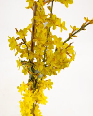 Gelsomino di San Giuseppe - immagine 3